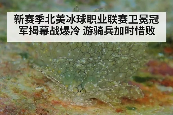 新赛季北美冰球职业联赛卫冕冠军揭幕战爆冷 游骑兵加时惜败